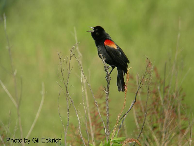 Red-winged Blackbird May 07 Field Trip 054 